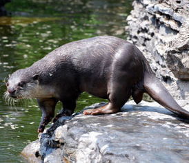 水獺能當寵物嗎