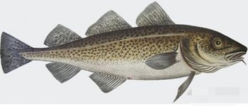 深海魚類有哪些