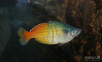 深海魚類有哪些