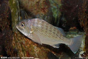 深海魚類有哪些