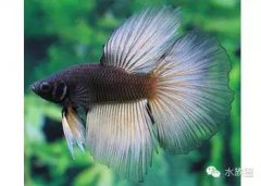 什么觀賞魚好養(yǎng)耐活