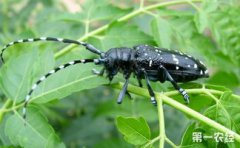 天牛是益蟲還是害蟲