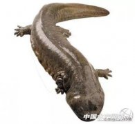 娃娃魚怎么燒法