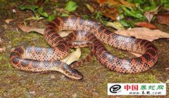 水赤練蛇有毒嗎