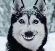 微笑狗什么意思