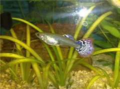 怎么判斷孔雀魚生完了