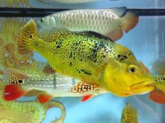 推薦幾種大型觀賞魚