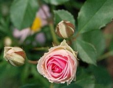 月季花長蚜蟲怎么辦