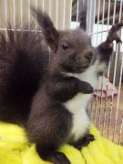 松鼠可以養(yǎng)嗎