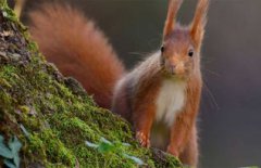 松鼠是保護(hù)動(dòng)物嗎