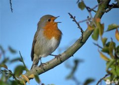 松鼠是哪個國家的國寶