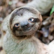 樹懶在水里力氣大嗎