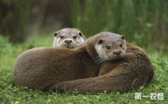 水瀨和水獺是一樣的嗎