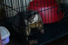 水獺是什么動物