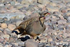 石雞好養(yǎng)嗎