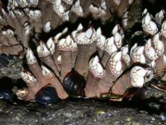 藤壺真的會長在膝蓋嗎