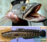 蛇頭魚是黑魚嗎