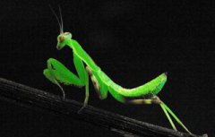 螳螂飛到家里什么寓意