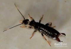 蠼螋怎么把它滅絕