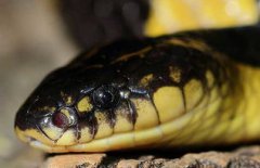 銀環(huán)蛇和金環(huán)蛇哪個毒