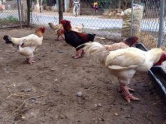 東濤雞苗哪里有賣