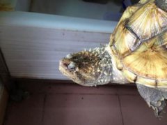 佛鱷龜怎么養才爆刺