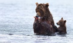 北極熊和棕熊哪個大