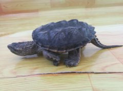 北美鱷龜和雜佛哪個兇