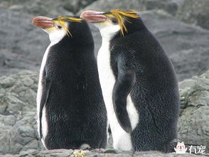 王企鵝和帝企鵝有什么不同