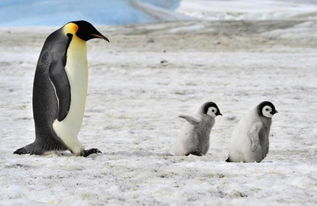 王企鵝和帝企鵝有什么不同