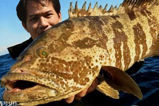 石斑魚蒸幾分鐘