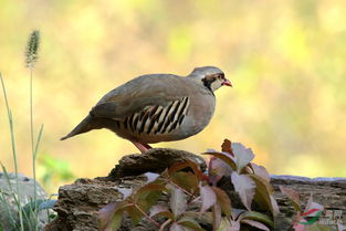 石雞是保護(hù)動(dòng)物嗎