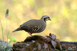 石雞是保護(hù)動(dòng)物嗎