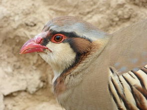 石雞是保護(hù)動(dòng)物嗎