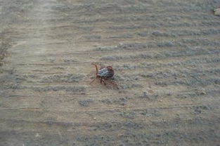 硬蜱蟲和軟蜱蟲有什么不同