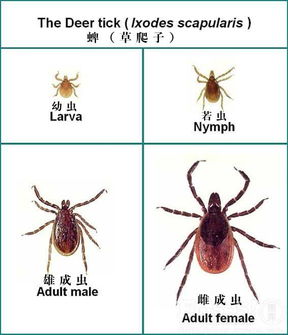 硬蜱蟲和軟蜱蟲有什么不同