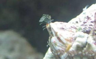 藤壺真的會長在膝蓋嗎