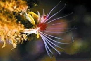 藤壺真的會長在膝蓋嗎