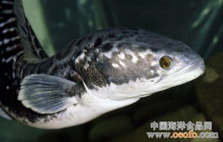 蛇頭魚是黑魚嗎