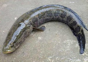 蛇頭魚是黑魚嗎