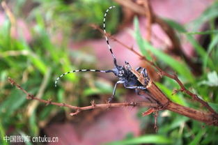 蛇是益蟲還是害蟲