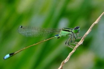 蛇是益蟲還是害蟲