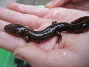 蠑螈和娃娃魚(yú)有什么不同