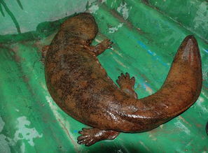 蠑螈和娃娃魚(yú)有什么不同