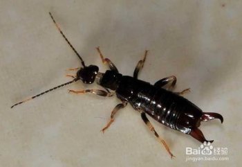 蠼螋怎么把它滅絕