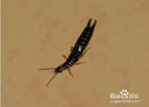 蠼螋怎么把它滅絕