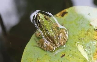 青蛙蝌蚪和蟾蜍蝌蚪有什么不同