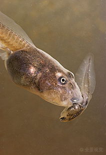 青蛙蝌蚪和蟾蜍蝌蚪有什么不同