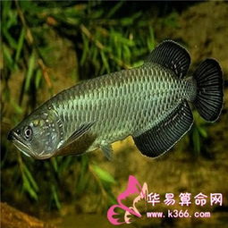 青龍魚(yú)是風(fēng)水魚(yú)嗎