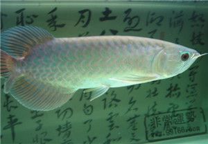 青龍魚(yú)是風(fēng)水魚(yú)嗎